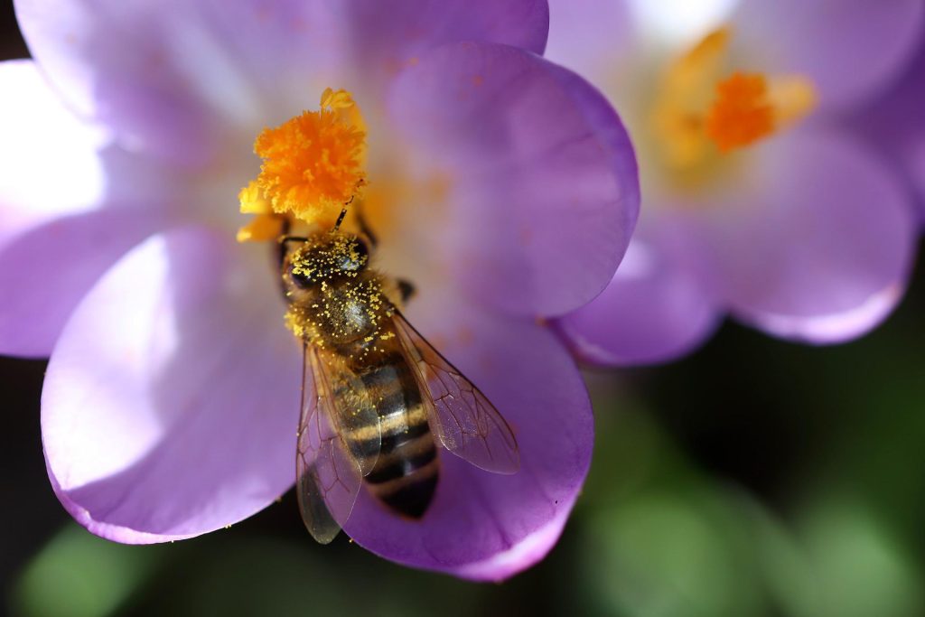 Abeille qui butine des fleurs violettes
